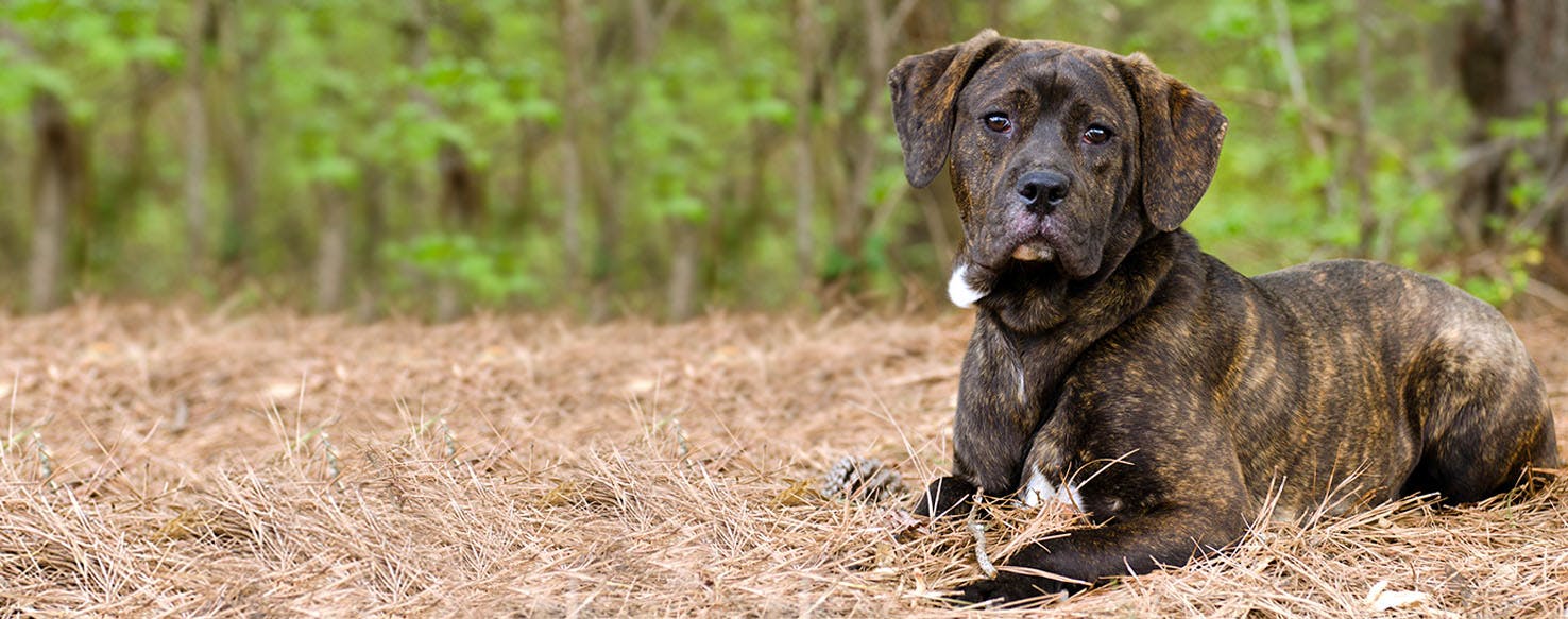 Peanuts Dog Names Popular Male and Female Names Wag!